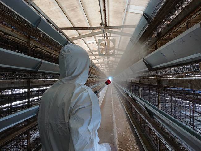 台南爆禽流感！8,624隻蛋雞、560公斤雞蛋全銷燬 | 華視新聞