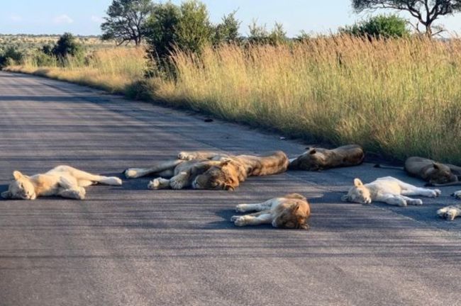南非鎖國沒遊客 野生獅群爽躺馬路睡懶覺 | 華視新聞