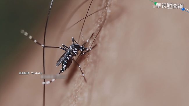別被騙了! 蚊子傳播新冠病毒根本假的 | 華視新聞