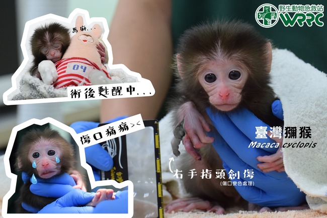 獼猴遭下鍋烹煮 幼猴抱成猴殘肢哭泣「送急救站」 | 華視新聞