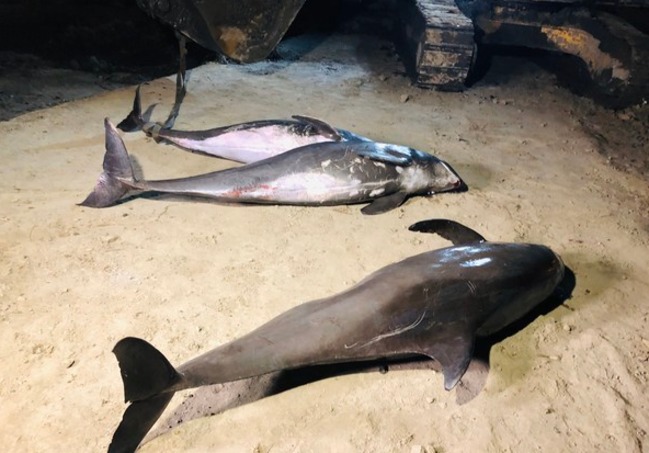 小虎鯨高雄集體擱淺3死 海巡：去年同一天晚上也有 | 華視新聞