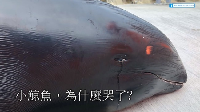 【影】近期鯨豚擱淺頻繁 瓜頭鯨擱淺流淚惹鼻酸 | 華視新聞