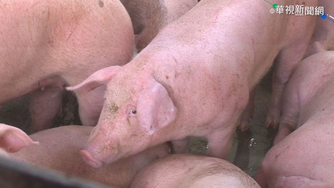 印度爆發非洲豬瘟！攜帶肉製品來台最高罰100萬 | 華視新聞
