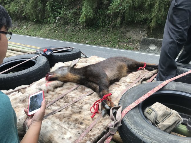 台灣特有種慘被車撞 「長鬃山羊」送醫治療 | 華視新聞