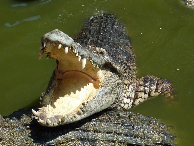 女不聽勸執意近拍鱷魚 被咬也沒尖叫...詭異慘死 | 華視新聞