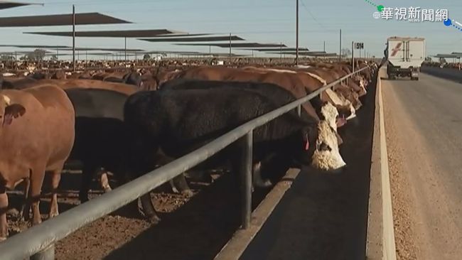 澳洲查病毒源頭 中國停止採購澳牛肉 | 華視新聞