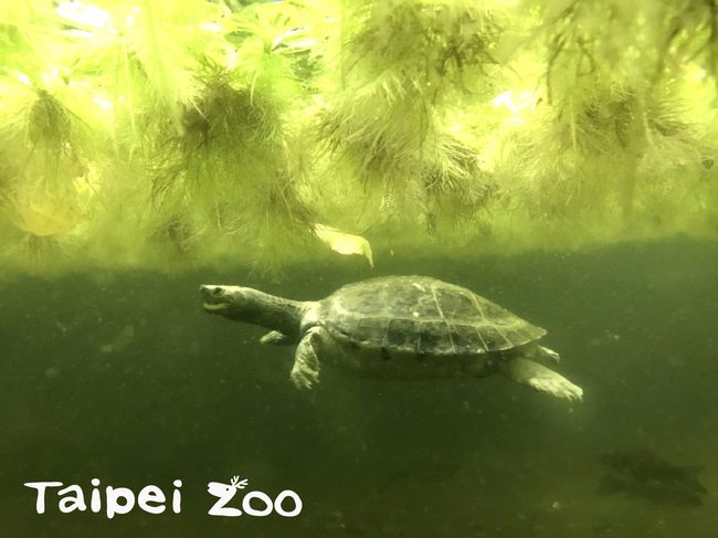 西瓜會游泳？動物園「西瓜龜」重出江湖 | 華視新聞
