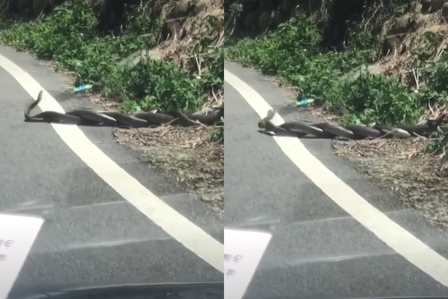【影】2隻大蛇馬路上「交纏」...網看傻：路邊辦事勿攝影 | 華視新聞