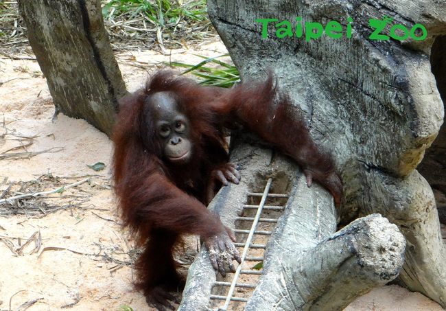 動物園出現神秘樹洞!? 紅毛猩猩用機智解謎 | 華視新聞