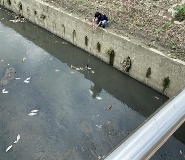 鳳山溪魚群大量死亡 環保局:大雨夾帶有機物所致 | 華視新聞