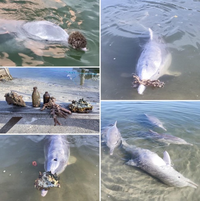 疫情波及沒遊客幫加餐 澳洲海豚狂送「寶藏」示好 | 華視新聞