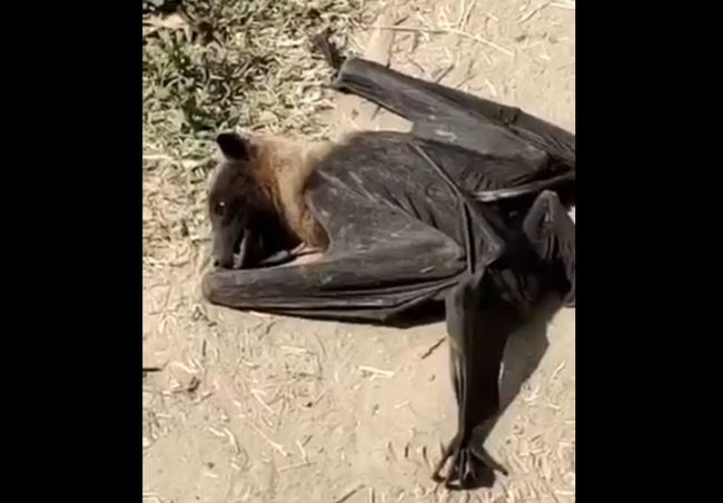 悚！印度上百蝙蝠集體墜落亡 不斷抽搐死因曝光 | 華視新聞