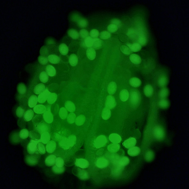 研究團隊將DGK酵素接上螢光蛋白後，可看見一粒粒花粉在黑暗中有明顯的螢光表現，代表其中含有大量DGK酵素。(中研院提供)