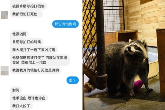 【影】寵物咖啡廳涉虐待浣熊 「怕把牠打死」等對話流出... | 華視新聞