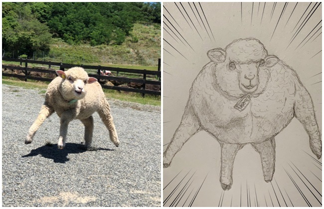 「超壯走路小綿羊」成日本新迷因！ 動物迷因還有這些... | 華視新聞
