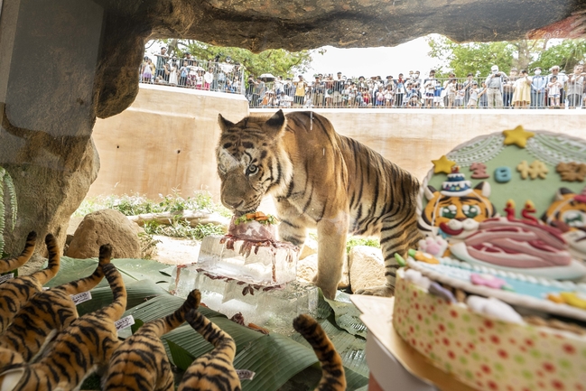 慶祝老虎雙胞胎15歲生日 新竹動物園請吃冰肉蛋糕 | 華視新聞