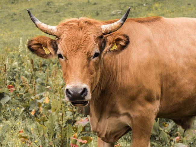 金門確診首例「牛結節疹」撲殺23頭牛！疑中國傳來 | 華視新聞