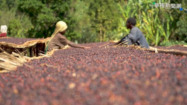 年產35萬噸 衣索比亞3成咖啡出口 | 華視新聞