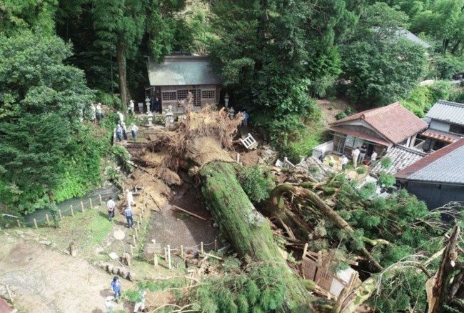 日本岐阜縣暴雨 40公尺千年神木倒塌...居民感嘆 | 華視新聞