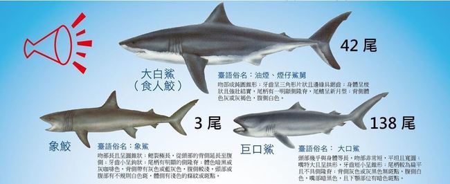 漁業署明預告禁捕大白鯊 學術研究申請後許可 | 華視新聞
