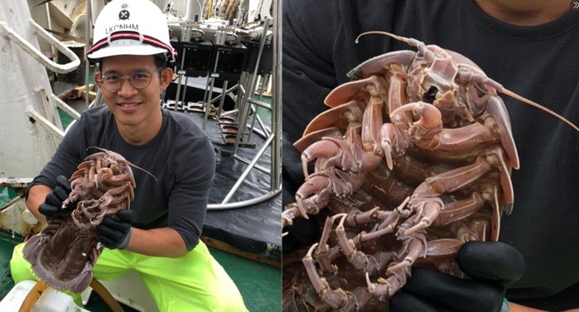 學者印尼深海調查 發現新品種大型50公分「類海蟑螂」 | 華視新聞