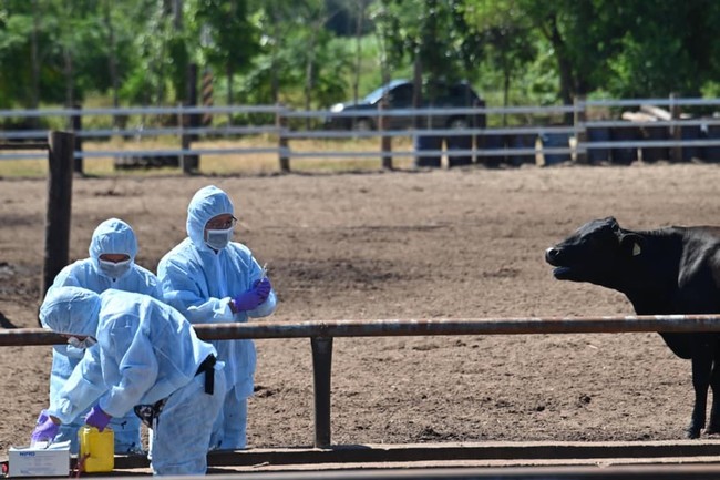 金門縣牛隻打牛結節疹疫苗 農委會：注射率逾8成 | 華視新聞