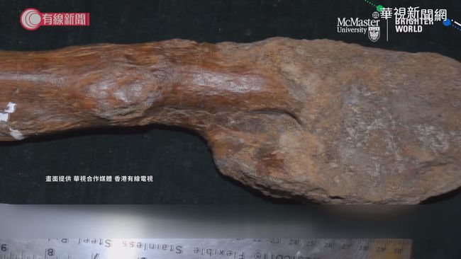 驗出骨肉瘤 7600萬年前恐龍已罹癌 | 華視新聞