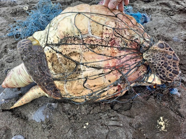 慘遭漁網纏繞...綠蠵龜被五花大綁亡 | 華視新聞