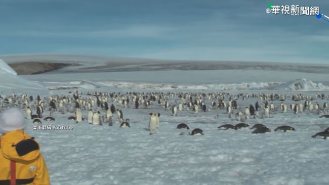 不是南極? 美大學研究:企鵝源自紐.澳 | 華視新聞
