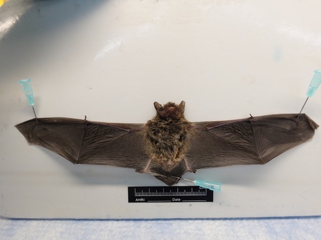 基隆蝙蝠驗出麗莎病毒 防檢局：有人畜共通風險 | 華視新聞