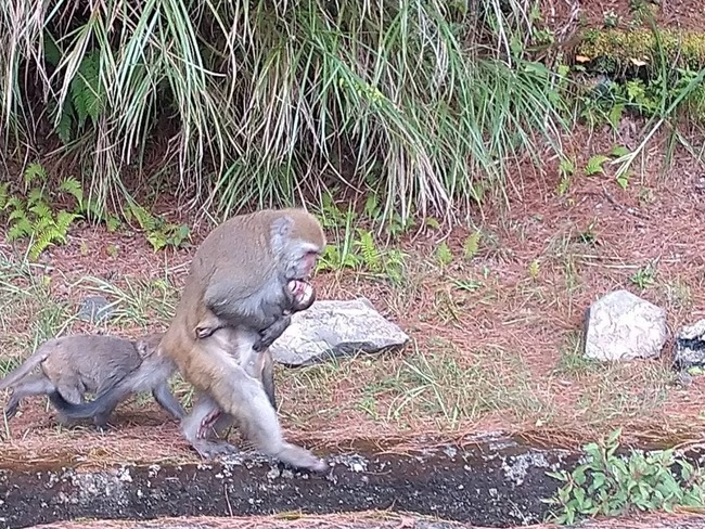 玉山幼猴遭車撞擊亡 母猴抱屍5天仍不捨放手 | 華視新聞