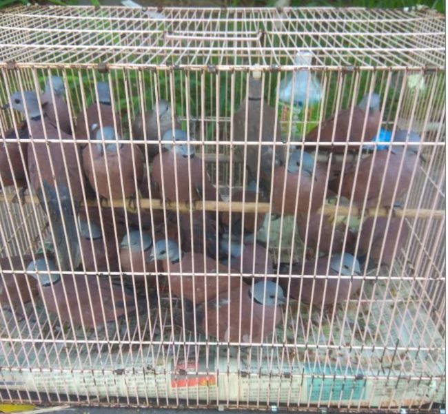 60隻紅鳩擠籠中販售 非法擺攤賣鳥隻遭罰1.5萬 | 華視新聞