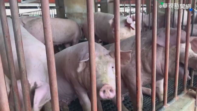 「台豬業者也可使用瘦肉精」是謠言 防檢局逮散布者送辦 | 華視新聞