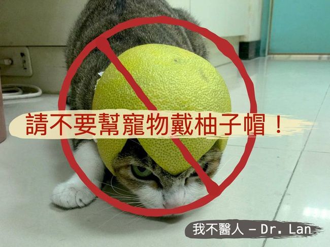 中秋別給毛小孩戴「柚子帽」！獸醫警告：恐中毒 | 華視新聞