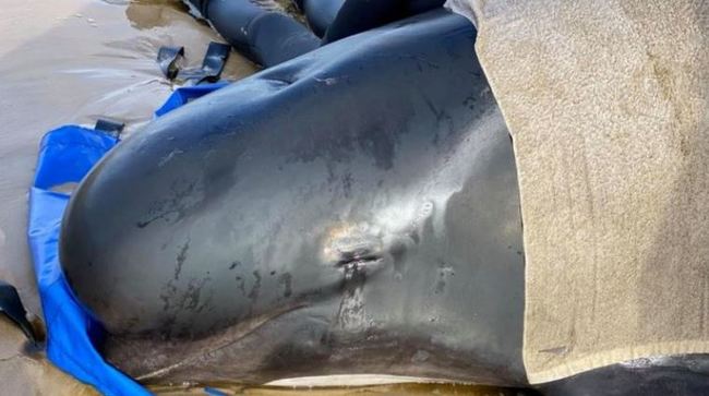 澳洲史上最慘! 380頭領航鯨擱淺亡 持續搶救30頭… | 華視新聞