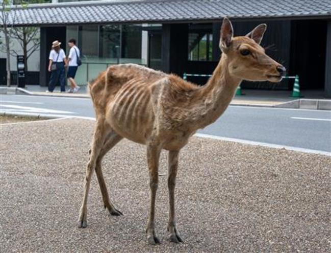 瘦成皮包骨！日本觀光客銳減 奈良鹿隻肋骨清晰可見 | 華視新聞