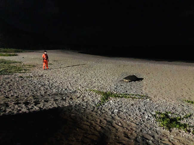 綠蠵龜紅頭嶼沙灘產卵 海巡暖心守護到凌晨 | 華視新聞