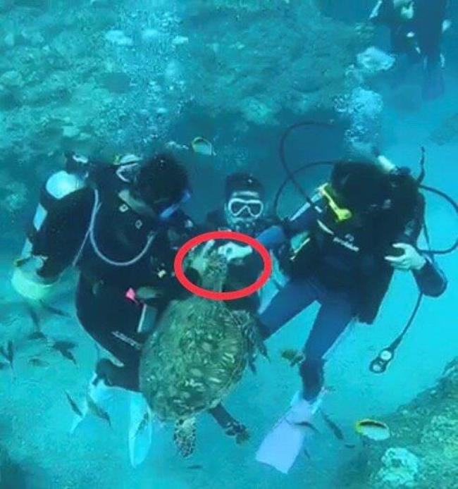小琉球1男1女潛水餵海龜 下場全遭法辦 | 華視新聞