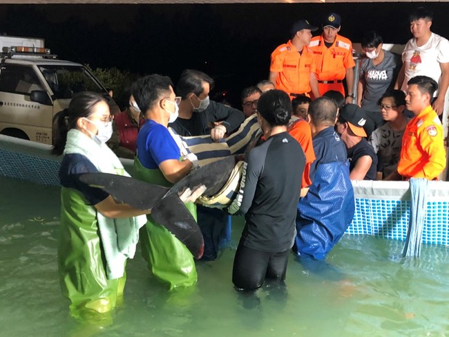 2隻瓜頭鯨擱淺林口沙灘 移置竹南臨時站照護 | 華視新聞