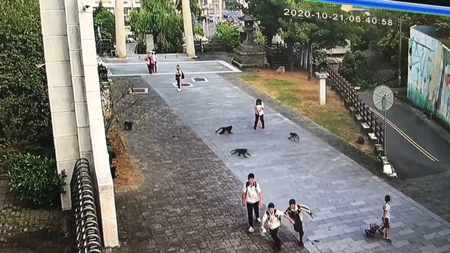 超囂張！近30隻獼猴入侵校園 還想搶學生早餐 | 華視新聞