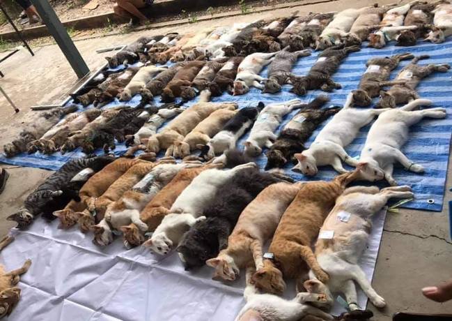 集體暴斃？百隻貓「昏迷」排排躺 真相曝光網笑翻 | 華視新聞