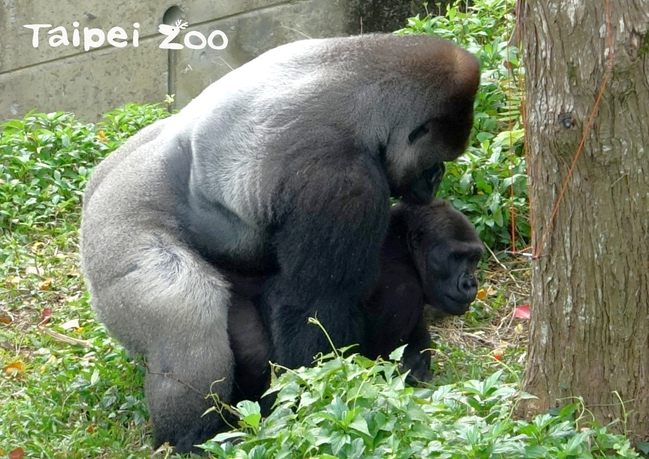 雙喜臨門！北市動物園慶誕生小金剛猩猩寶寶 | 華視新聞