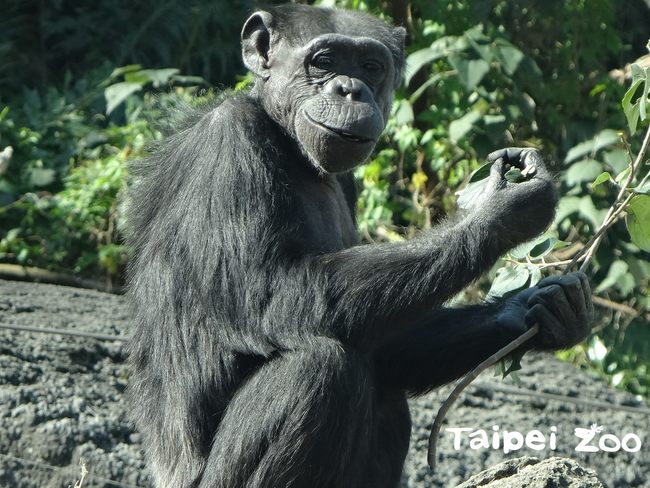 北市動物園黑猩猩阿嬤 「阿美」手術中離世 | 華視新聞