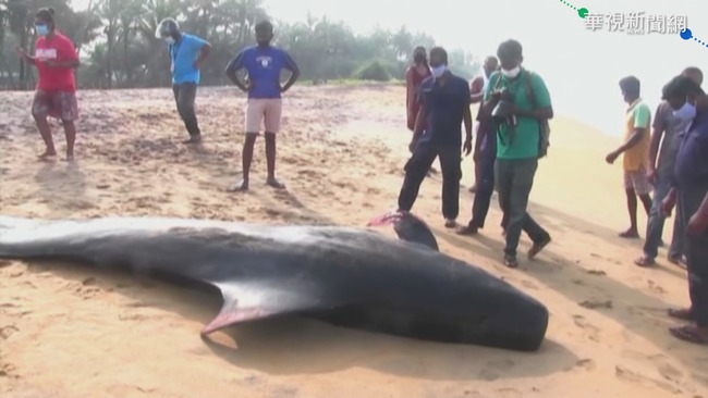 斯里蘭卡120鯨魚擱淺 居民徹夜搶救 | 華視新聞