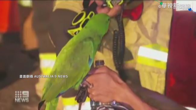 火災中喚醒飼主! 澳洲機警鸚鵡救命 | 華視新聞