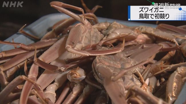 日鳥取縣松葉蟹拍賣 單隻50萬日圓 | 華視新聞