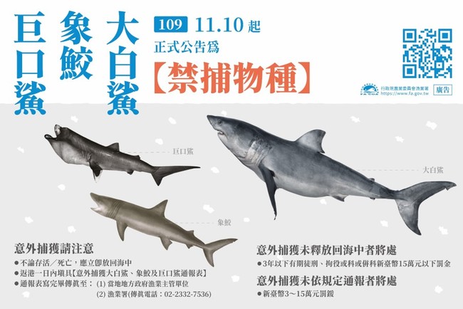這3種鯊魚即日起禁捕漁民捕獲未通報最高罰15萬元- 華視新聞網
