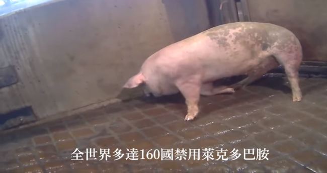 防檢局斥「瘦肉精豬顫抖」影片是假消息 國民黨回應了 | 華視新聞