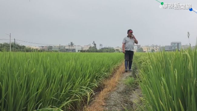 水情拉警報！嘉南地區明年一期稻作停灌 | 華視新聞