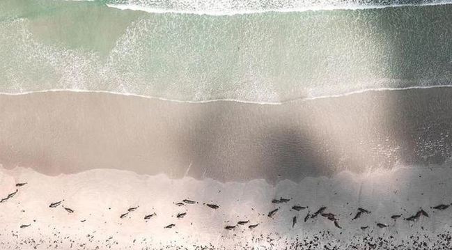 詭異！紐國小島大規模擱淺 131隻鯨豚慘死 | 華視新聞